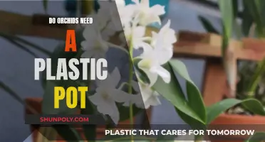 The Best Pot for Orchids: Plastic or Not?