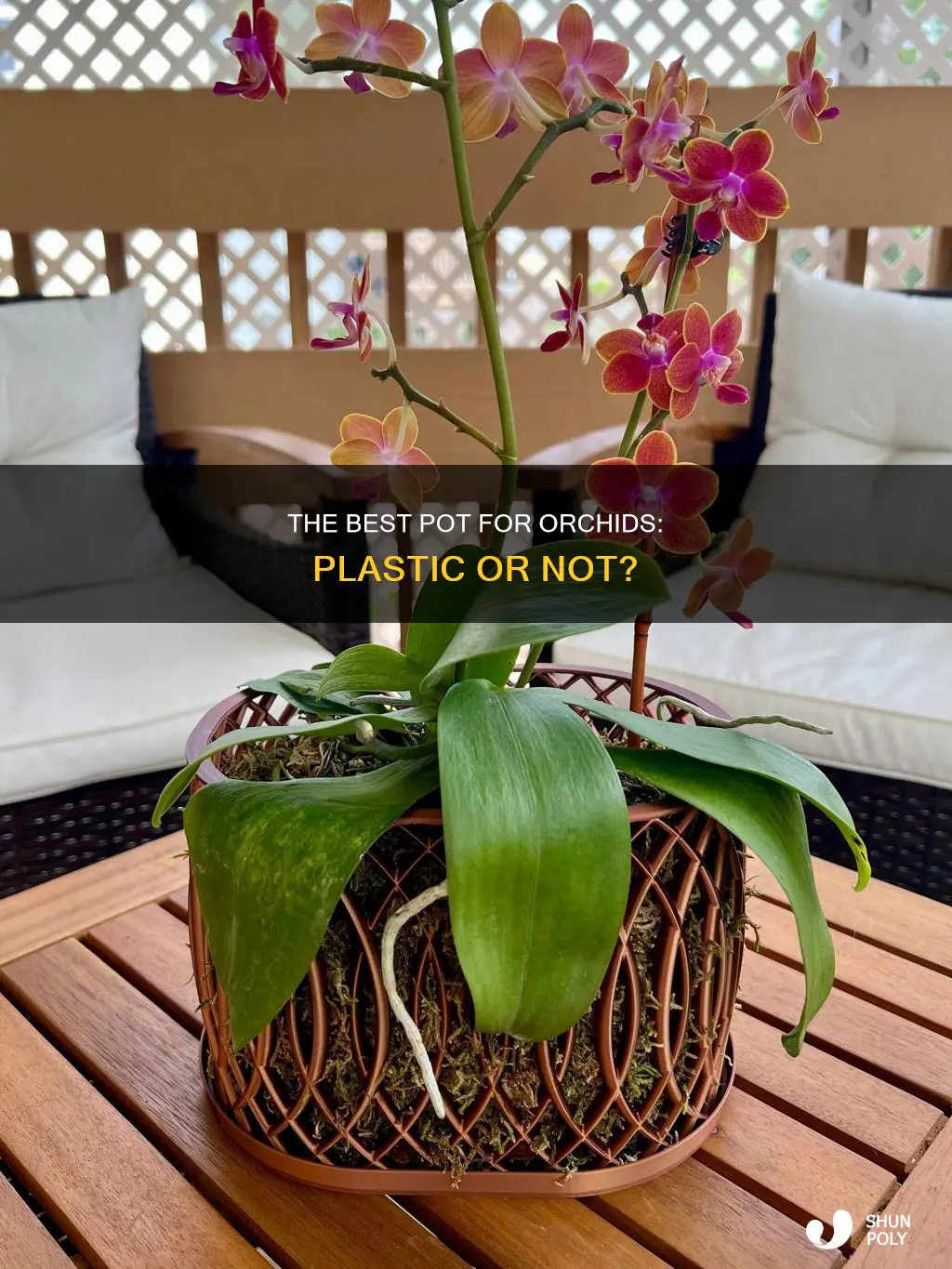 do orchids need a plastic pot
