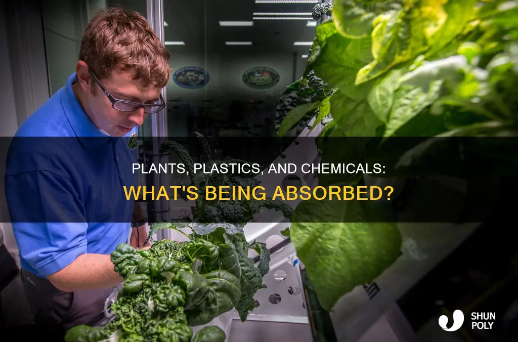do plants grown in plastic absorbe chemicals