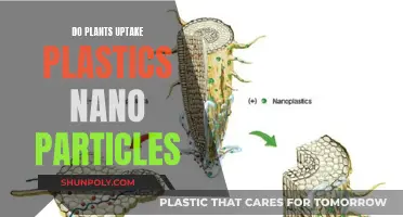 Plants and Plastic: Nano-Particle Uptake Mystery