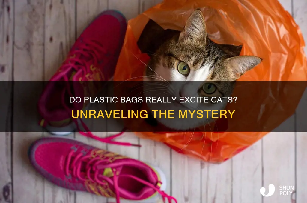 do plastic bags turn cats on