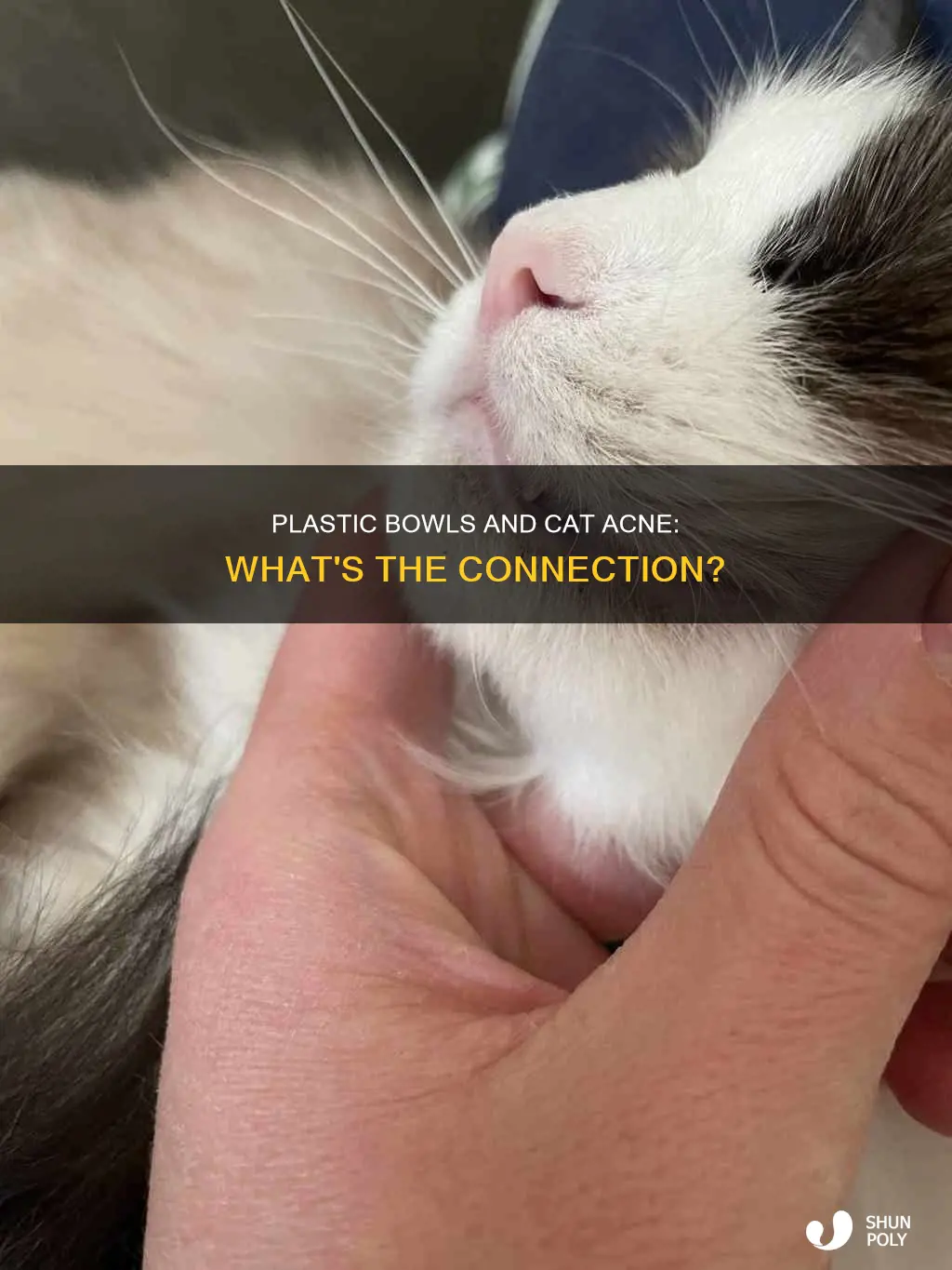 do plastic bowls cause cat acne