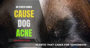 Plastic Bowls and Dog Acne: What's the Connection?