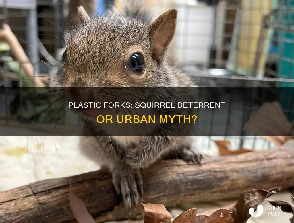 do plastic forks keep squirrels away