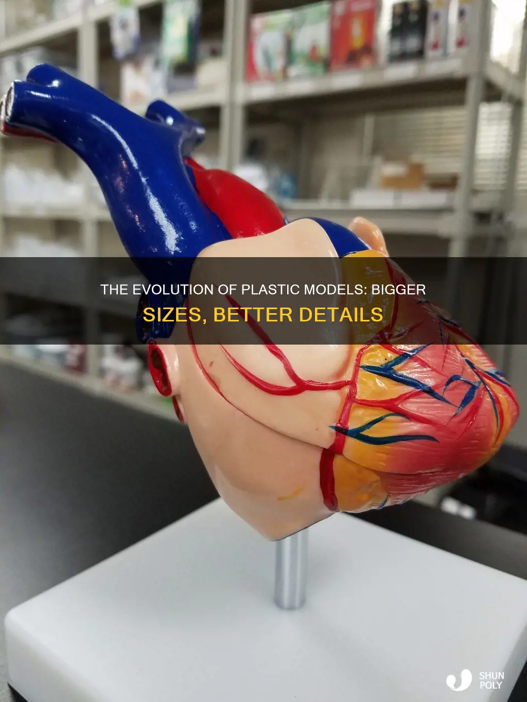 do plastic models come in bigger sizes