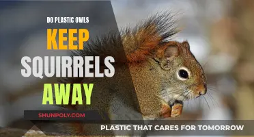Plastic Owls: Squirrel Deterrent or Urban Myth?