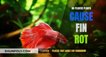 Plastic Plants and Fin Rot: A Dangerous Combination?