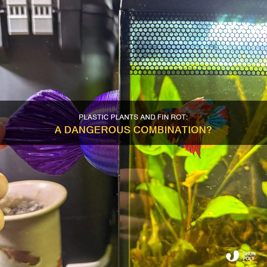 do plastic plants cause fin rot