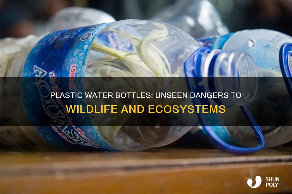 do plastic water bottles harm animals