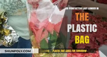 Do Poinsettias Last Longer in Plastic Bags? Unwrap the Truth