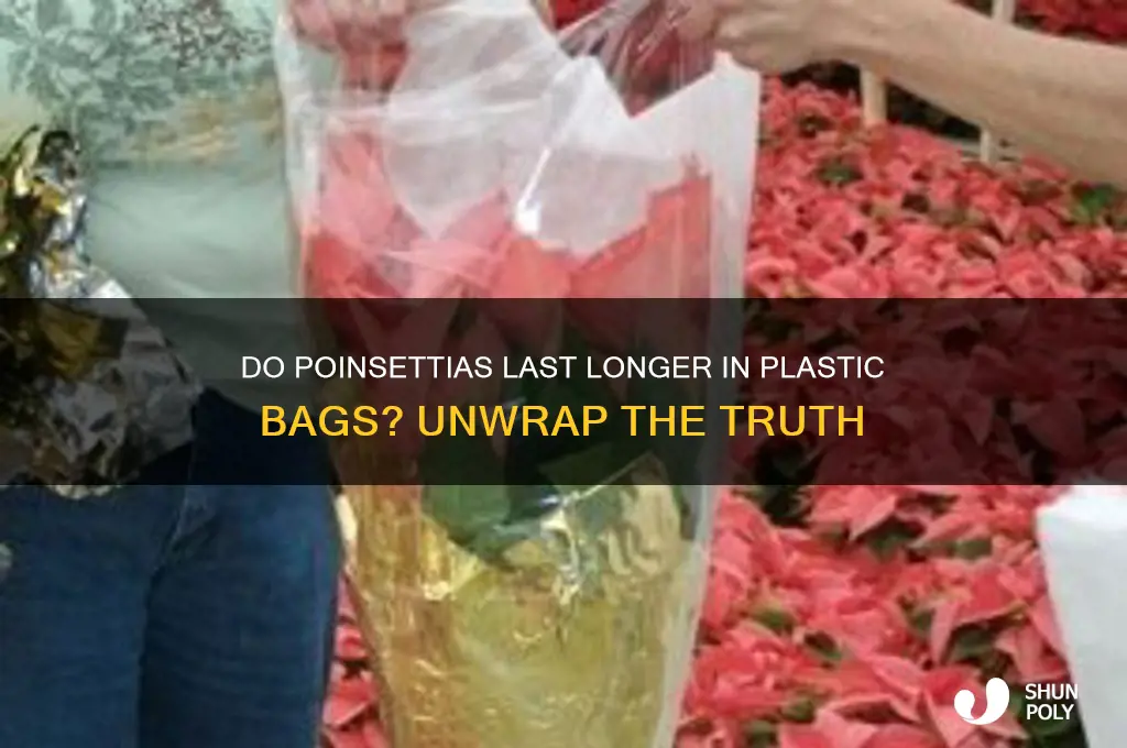 do pointsettas last longer in the plastic bag