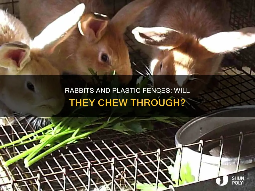 do rabbits chew through plastic fence