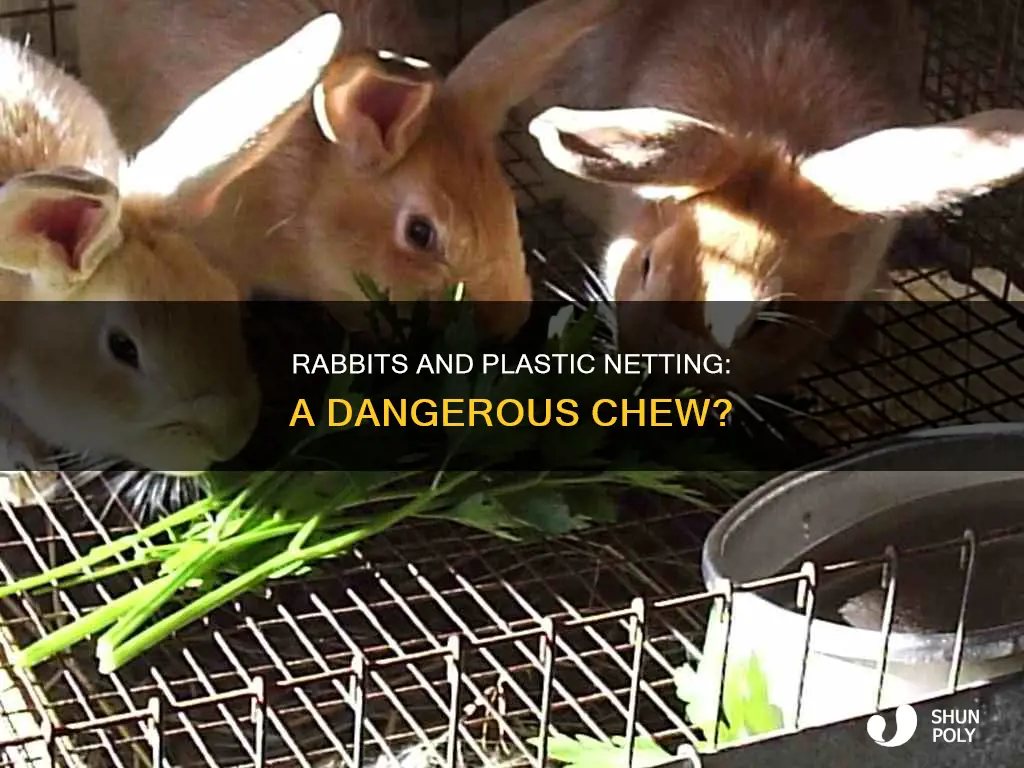do rabbits chew through plastic netting