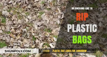 Why Raccoons Rip Plastic Bags: Curiosity, Food, or Instinct?