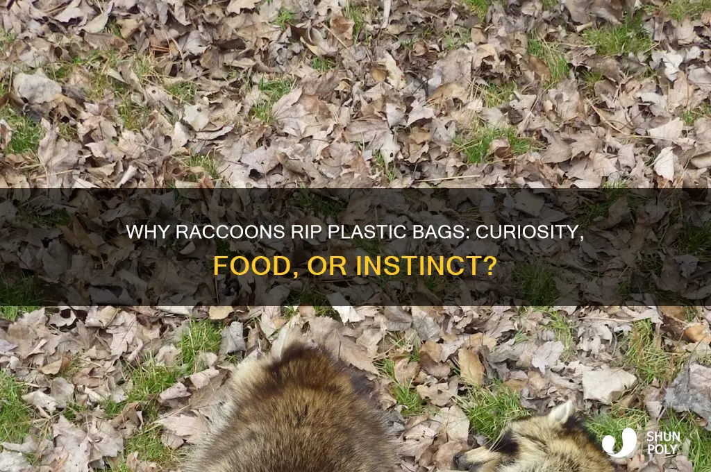 do raccons like to rip plastic bags