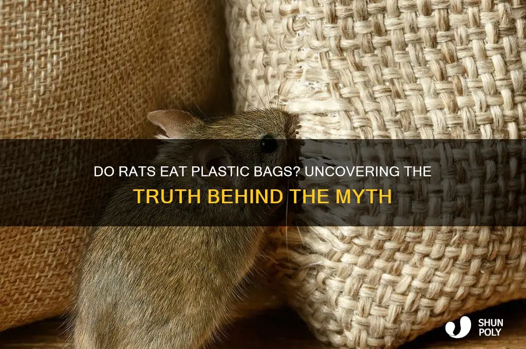 do rats eat plastic bags