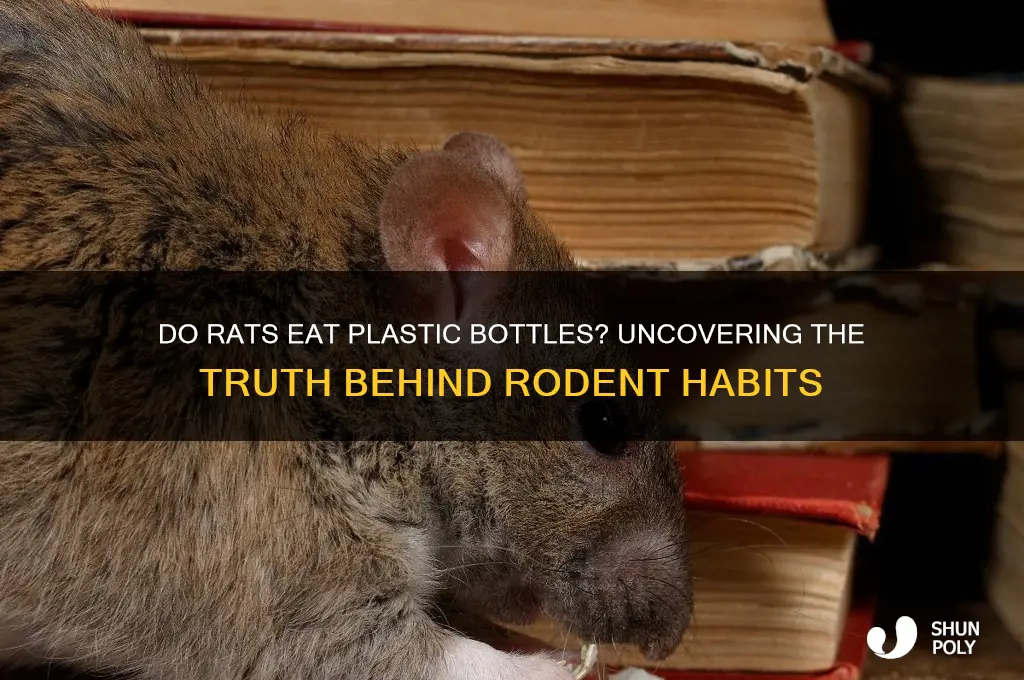 do rats eat plastic bottles