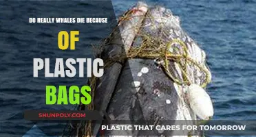Plastic Bags and Whale Deaths: Unraveling the Deadly Ocean Connection