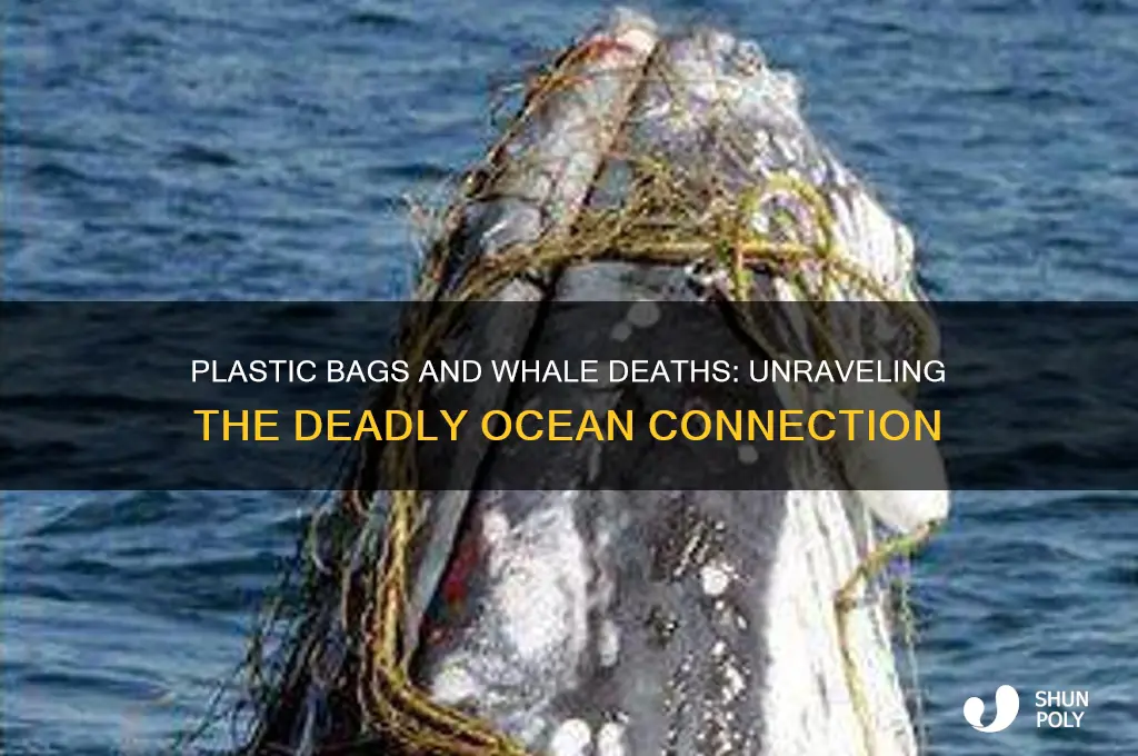 do really whales die because of plastic bags