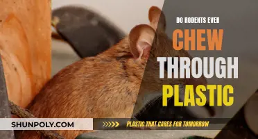 Rodents and Plastic: Chewing Through the Facts