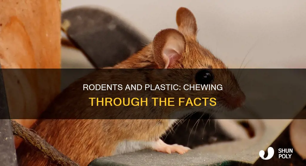 do rodents ever chew through plastic