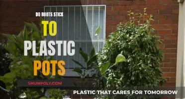 Roots and Plastic Pots: Do They Stick Together?