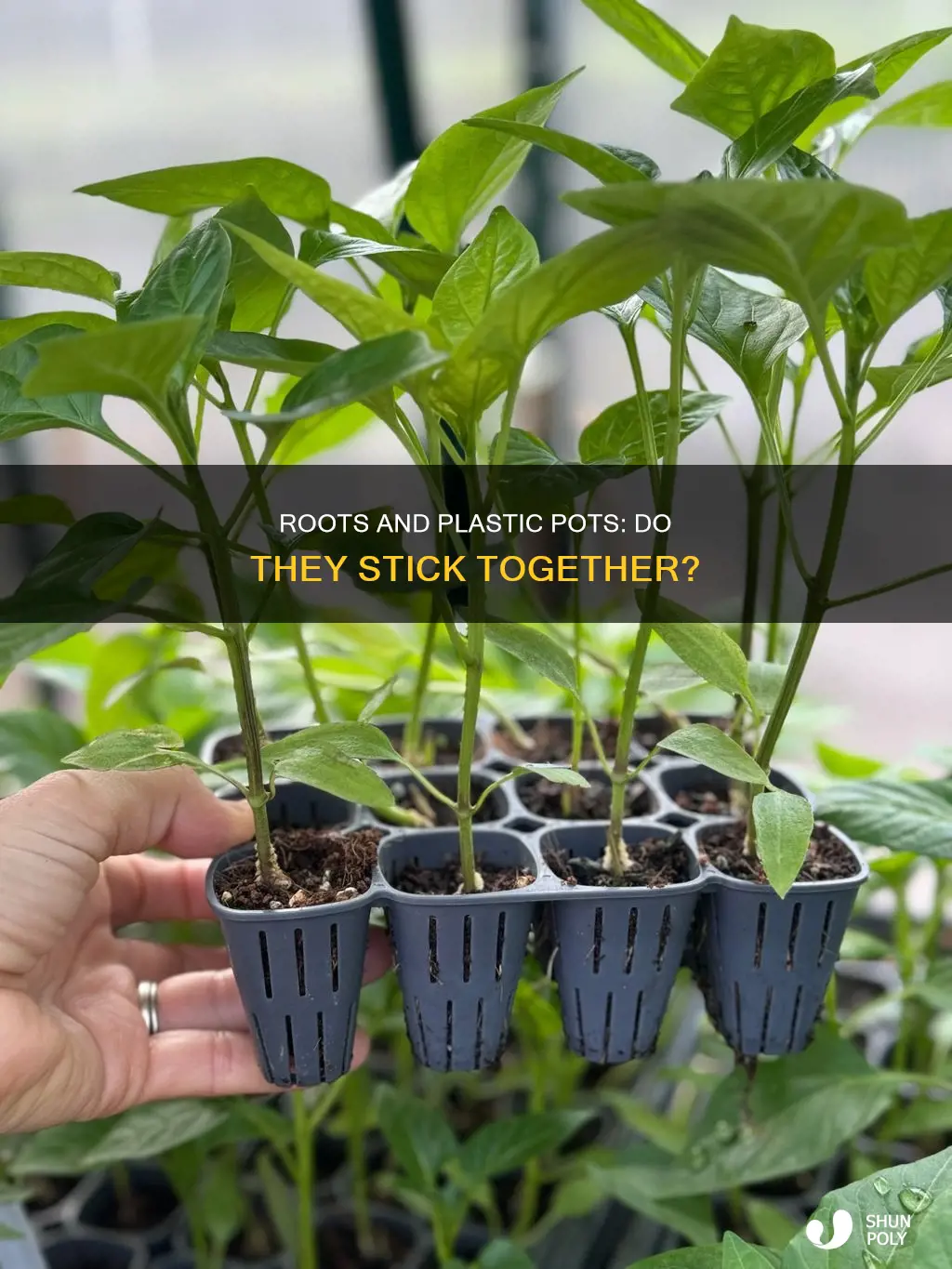 do roots stick to plastic pots
