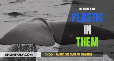 Plastic in Squid: An Unfortunate Reality?