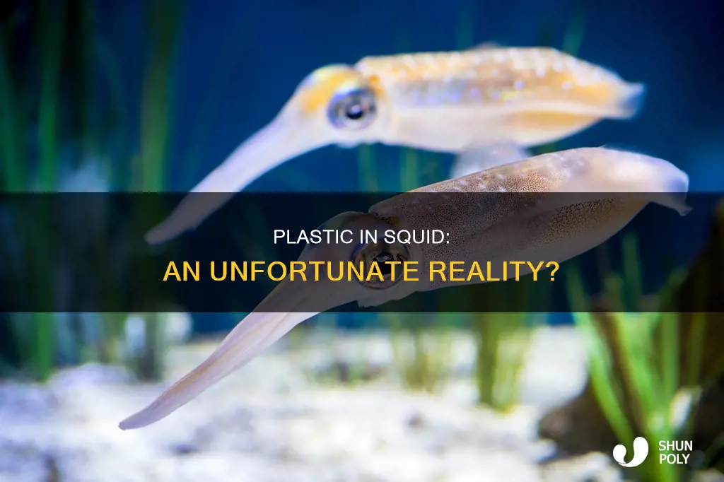 do squid have plastic in them
