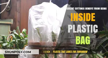Boosting Succulent Cuttings: Plastic Bag Benefits for Root Growth