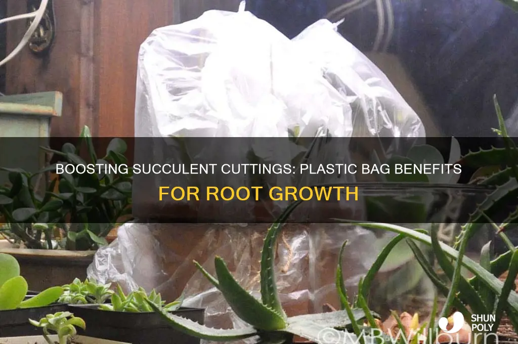 do succulent cuttings benefit from being inside plastic bag