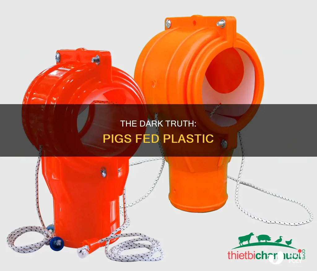 do they feed plastic to pigs