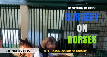 Unveiling Equine Plastic Surgery: Fact or Fiction in Horse Care?