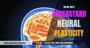 Exploring Neural Plasticity: Understanding Brain's Adaptive Abilities
