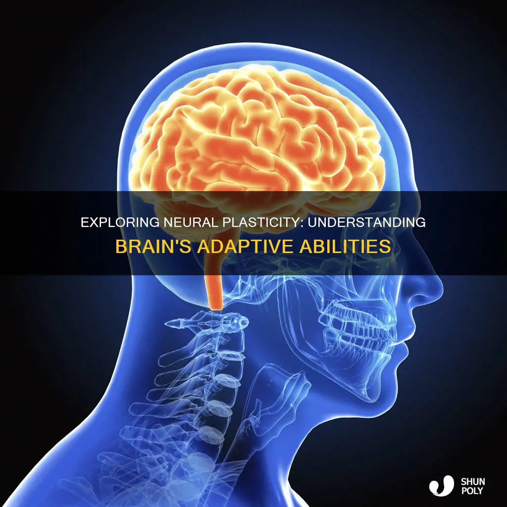 do we fully understand neural plasticity