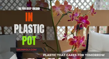 Orchid Care: Plastic Pots, Good or Bad?