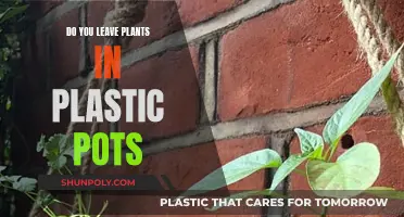 Plastic Pots: To Leave or Not to Leave?