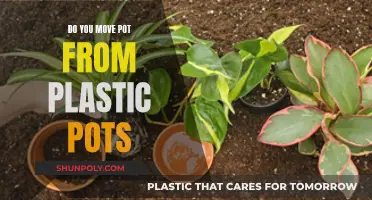Transplanting Pots: When to Move from Plastic to Clay