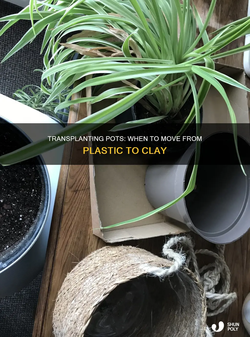 do you move pot from plastic pots