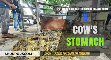 Surgical Intervention: Removing Plastic from a Cow's Stomach Explained