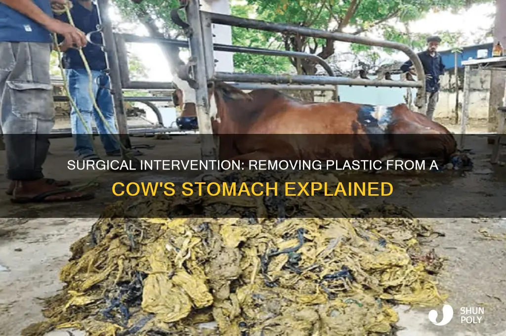 do you operate to remove plastic from a cow