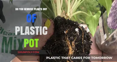 Should You Remove Plants from Plastic Pots? A Gardening Guide