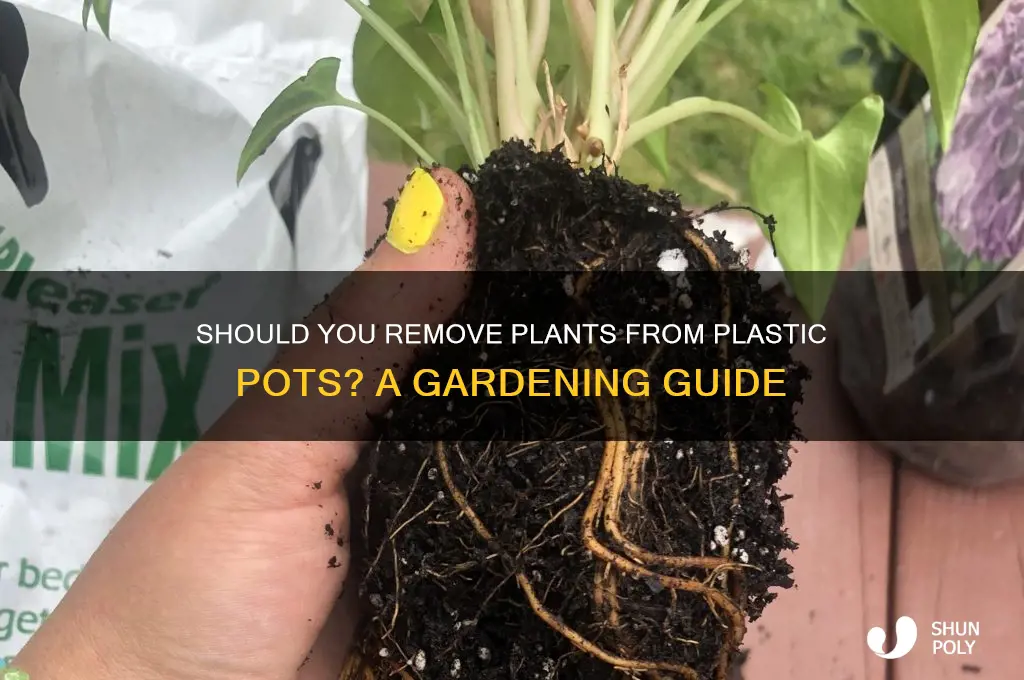 do you remove plants out of plastic pot
