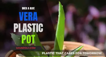 Aloe Vera: Plastic Pot Planting Pros and Cons