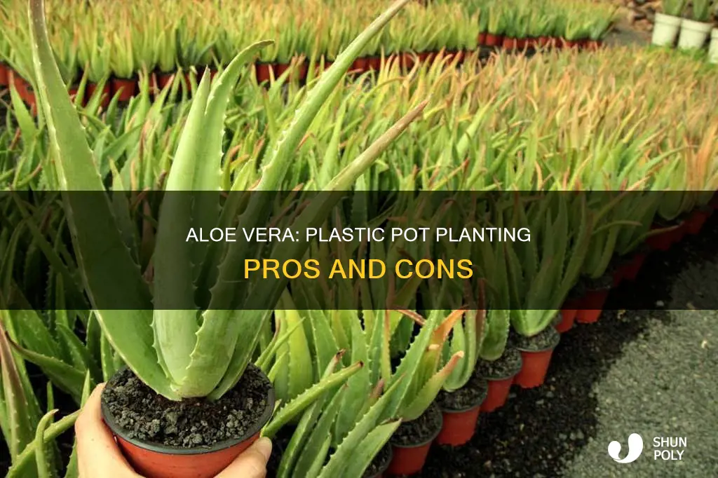 does a aloe vera plastic pot
