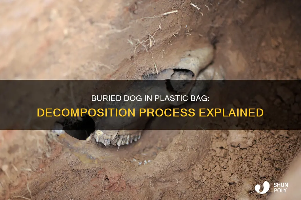does a buried dog in plastic bag decompose