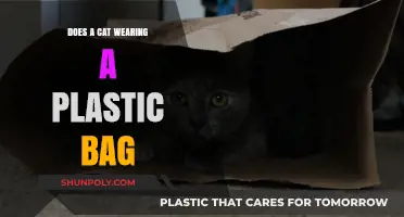 Why Cats in Plastic Bags: Risks, Reactions, and Safety Tips