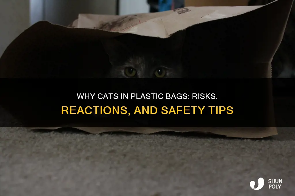 does a cat wearing a plastic bag