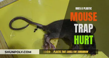 Plastic Mouse Trap: Does It Hurt or Not?