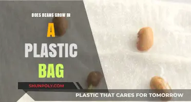 Can Beans Sprout in Plastic Bags? Unveiling the Truth
